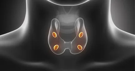 Total Thyroxine (T4)